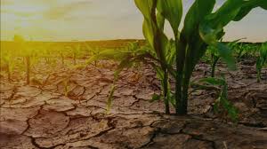 The Impact of Global Warming on Pakistan’s Agriculture