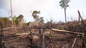 How Deforestation is Increasing Climate Disasters in Pakistan